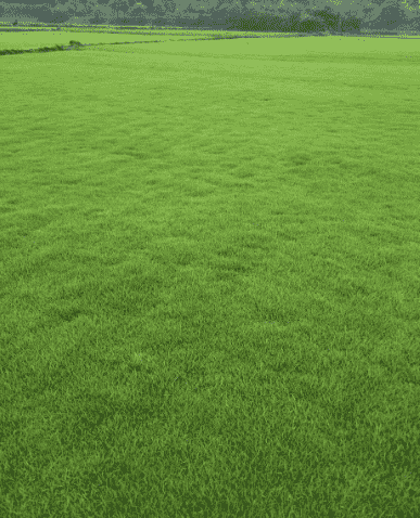 武汉马尼拉草坪：追求休闲胜地的