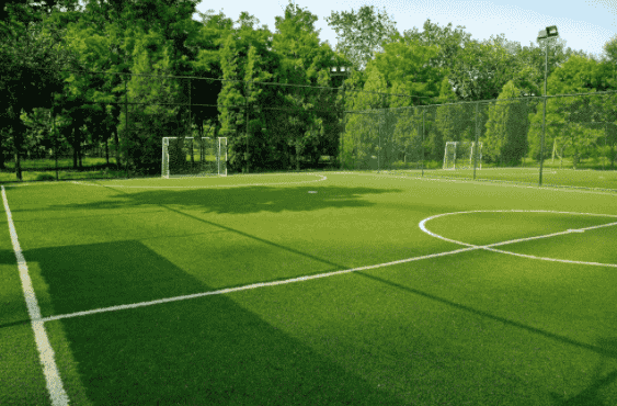 马尼拉草有什么特性和种植注意事项