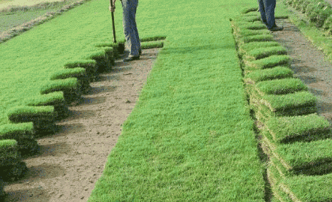 如何防治马尼拉草草皮害螨虫和马尼拉草坪催芽