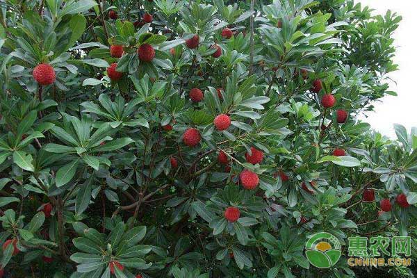 杨梅树苗最新价格