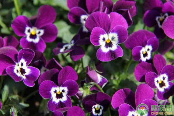 三色堇的花语是什么