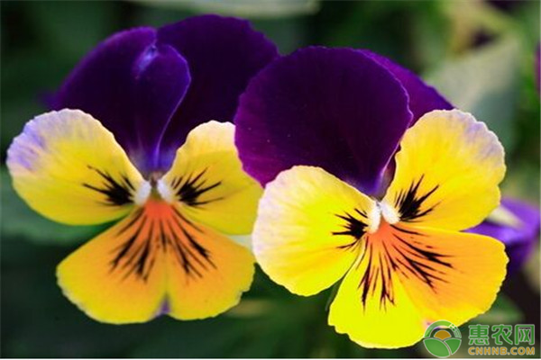 三色堇的主要价值