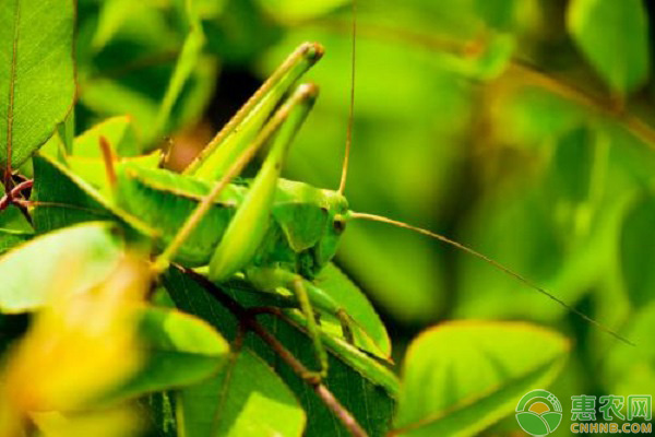蚂蚱的食性