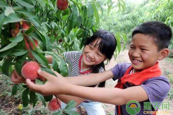 兰亭水蜜桃采摘节