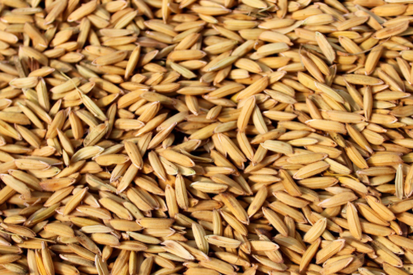 2025春节前后稻谷价格会涨吗？